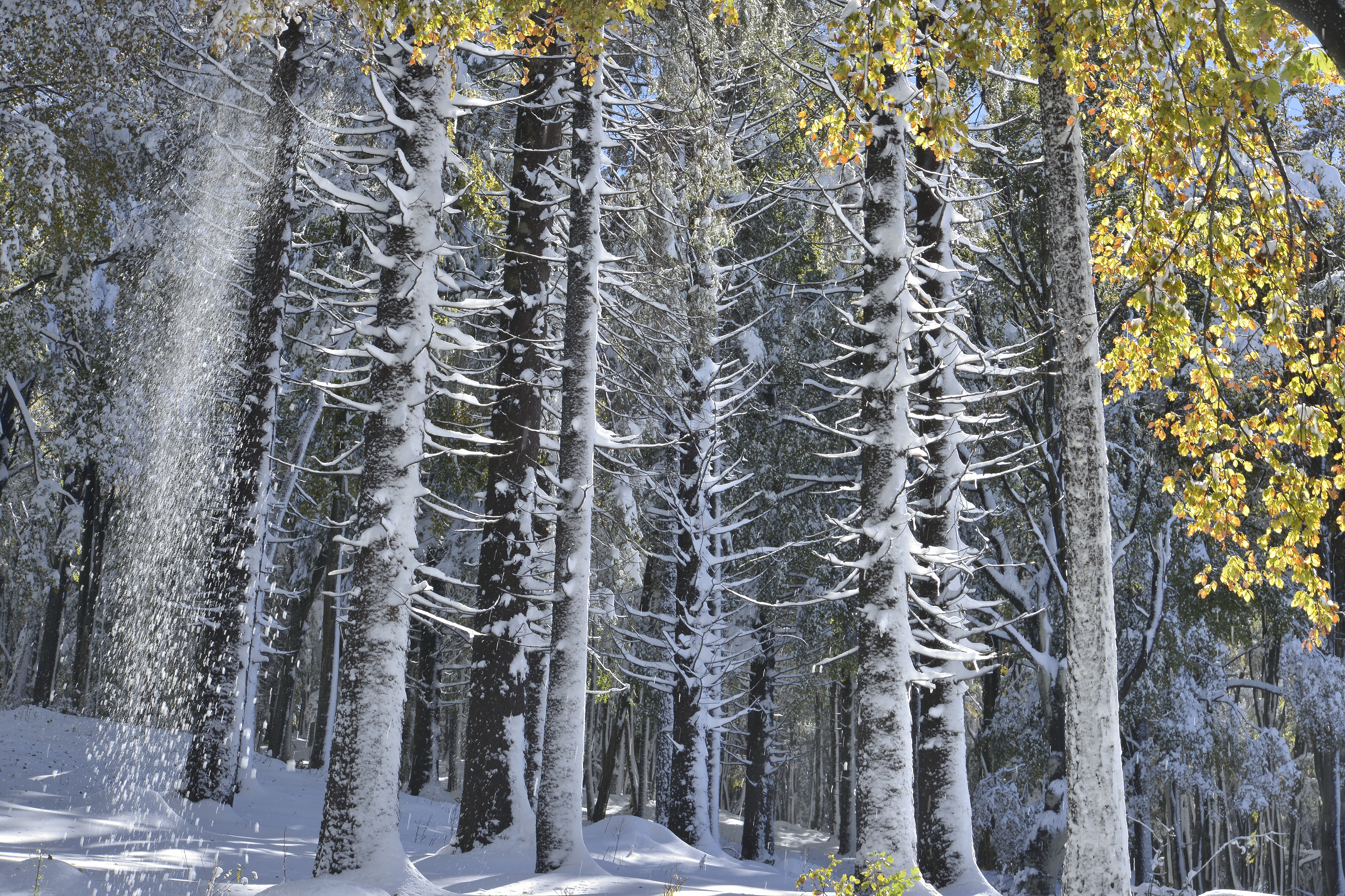 90 Prima neve autunnale