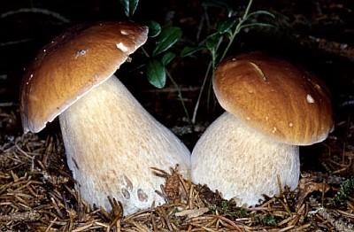 image article