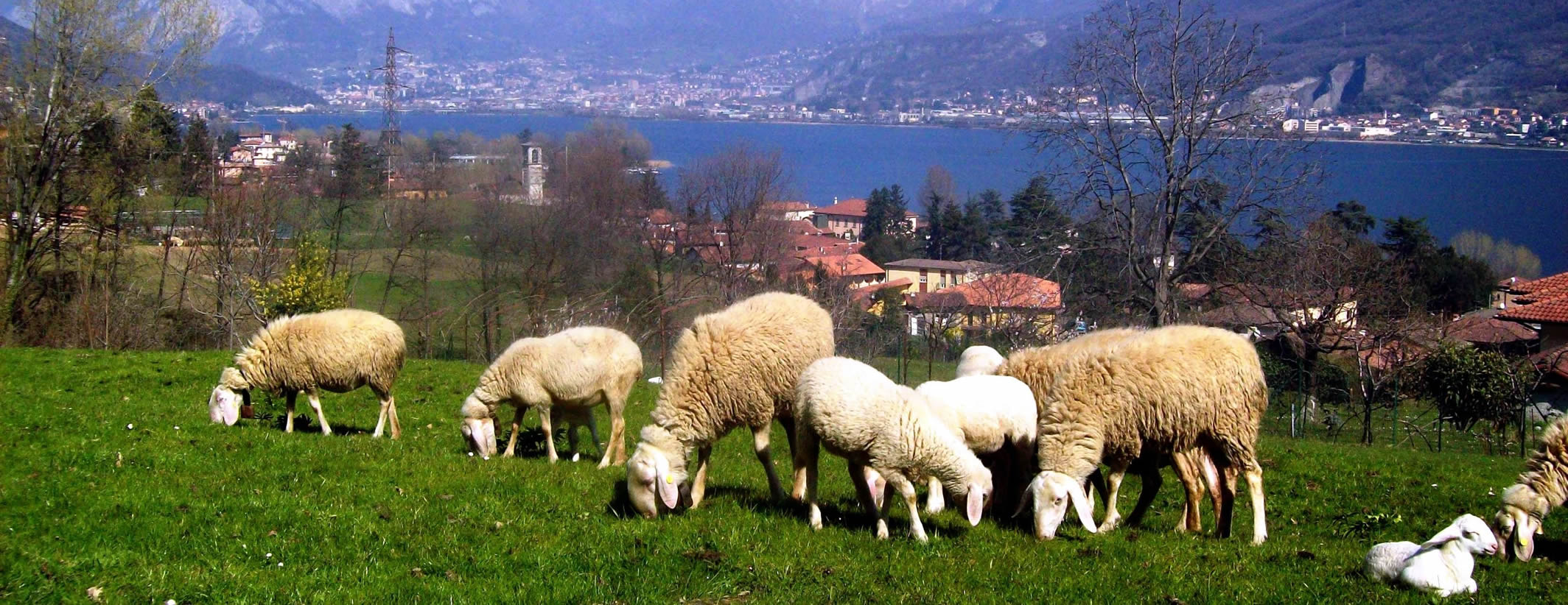 Pecore di razza brianzola al pascolo in località Guzzafame e Ronco a Garlate - foto di Pasquale Redaelli